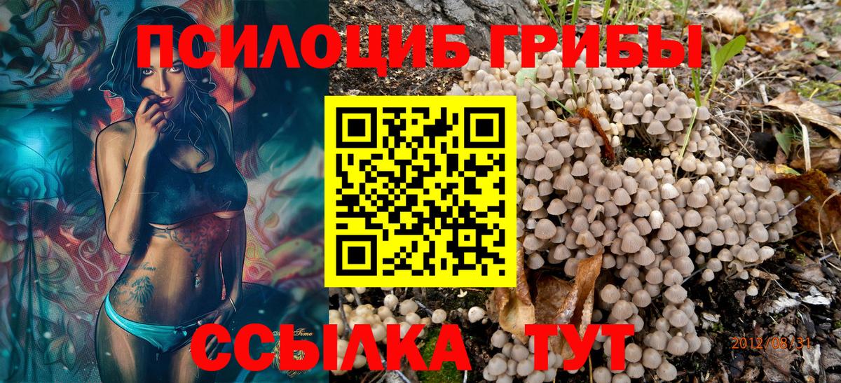Галлюциногенные грибы Psilocybine cubensis Протвино